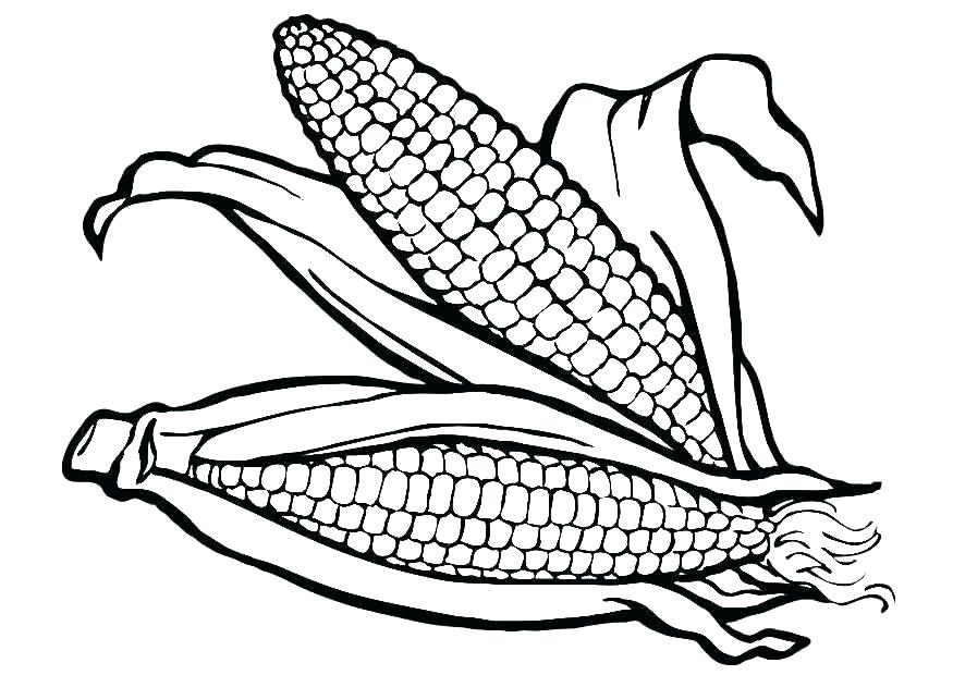 875x620 Corn Coloring Page Corn Coloring Page X Corn Cob Coloring Page