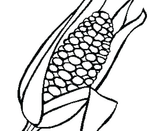500x425 Corn Coloring Page X Corn Cob Coloring Page