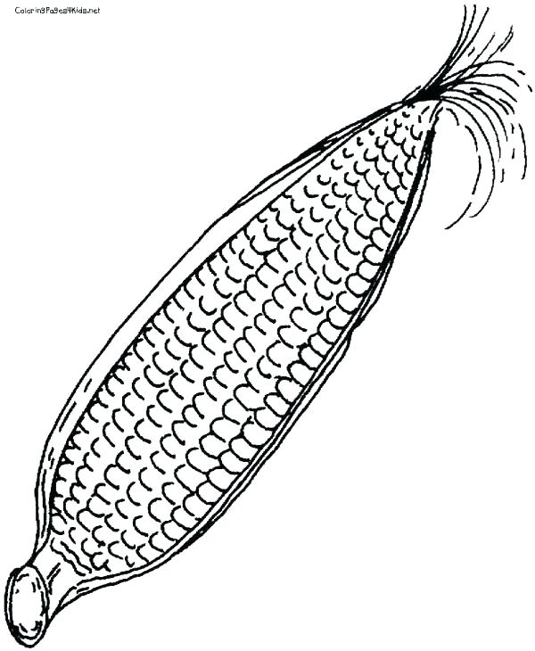 600x730 Corn Coloring Pages Corn Cob Outline Coloring Page Fall Corn