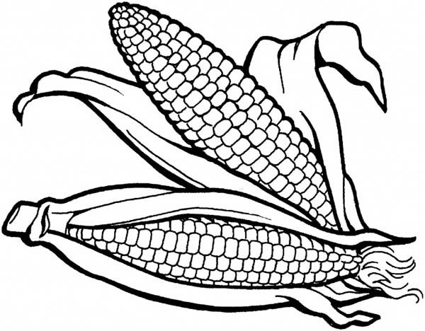 600x468 Delicious Corn Coloring P On Color Corn Cob Coloring Page Its