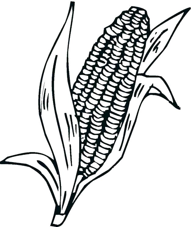 630x742 Corn Stalk Coloring Page Corn Stalk Coloring Page Corn Coloring