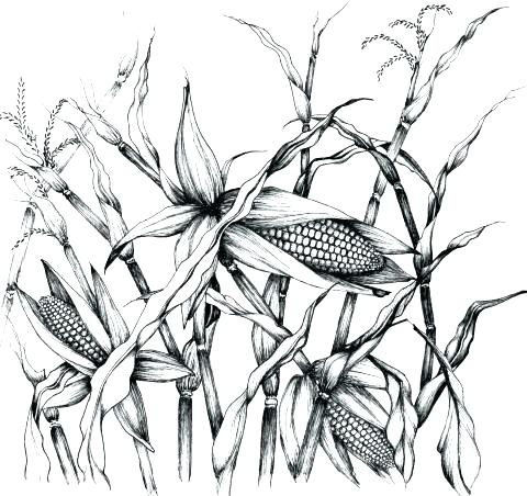 480x452 Corn Stalk Coloring Page Corn Stalk Coloring Page Pin Corn Sketch