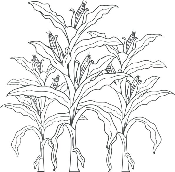 595x584 Corn Stalk Coloring Page Ear Coloring Page Corn Stalk Coloring