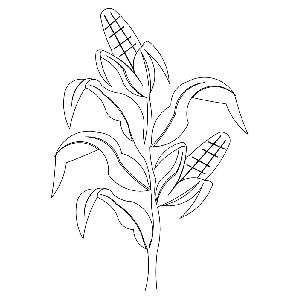 1000x1000 Corn Stalk Coloring Page Free Printable Pages Mesmerizing