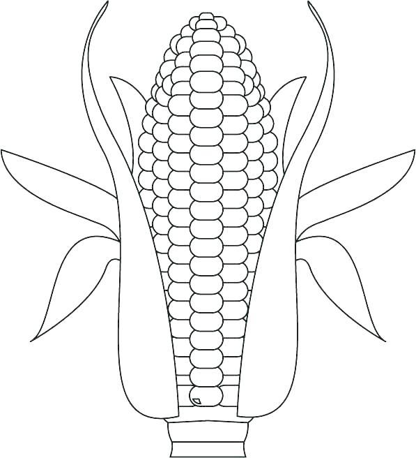 597x656 Corn Stalk Coloring Page