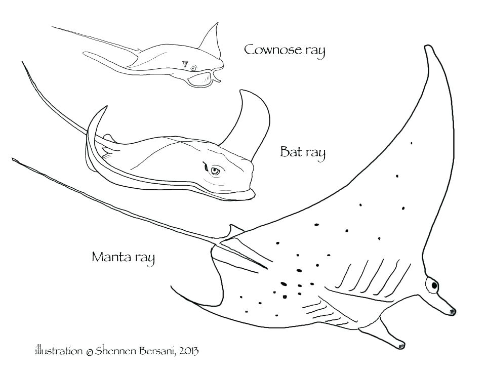 960x741 Stingray Coloring Page Stingray Coloring Page Pics Stingray