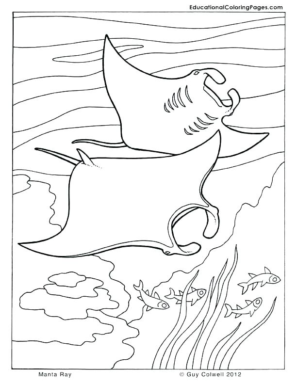 612x792 Manta Ray Coloring Page Manta Ray Coloring Page Stingray Coloring