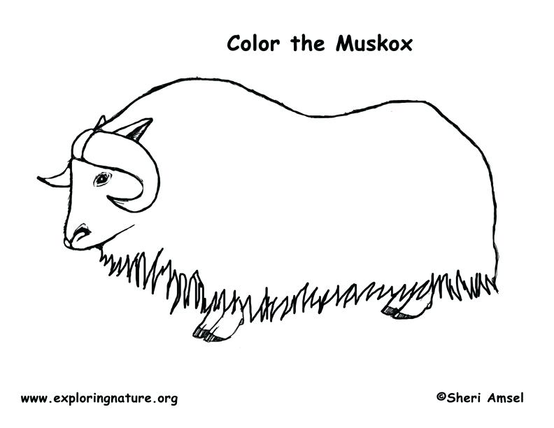 792x612 Ox Coloring Page Coloring Pages Wizard Of Oz Also Ox Coloring Page