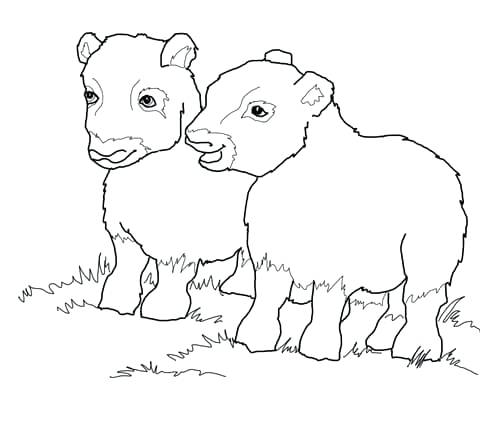 480x448 Ox Coloring Page Musk Ox Mother And Baby Coloring Page Costa Rican