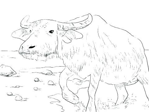 480x360 Ox Coloring Page S Costa Rican Ox Cart Coloring Page
