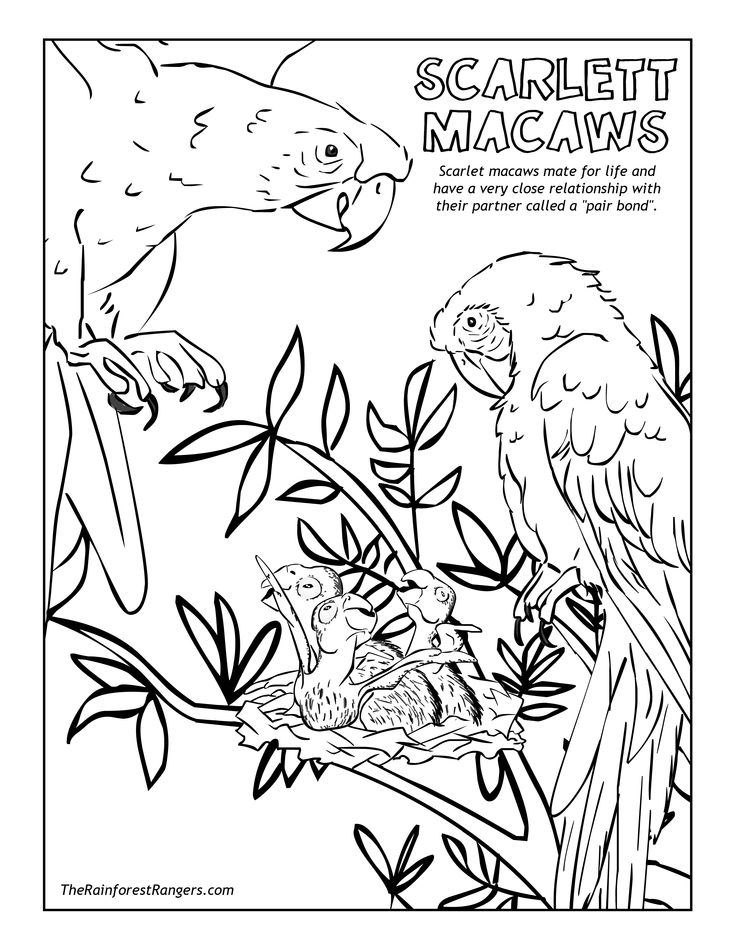 736x952 61 Best Images On Parrots, Coloring Books
