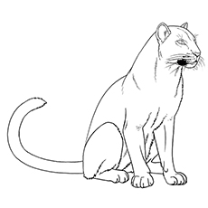 Cougar Coloring Pages