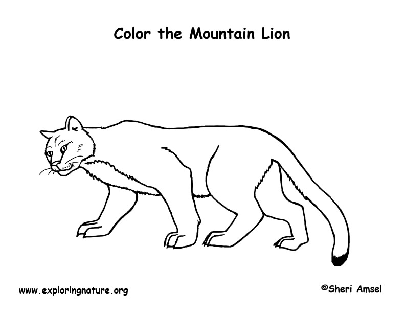 792x612 Cougar Coloring Page Coloring Gallery