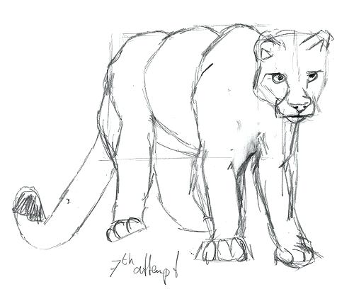 500x415 Cougar Coloring Pages Pages Cougar Coloring Pages Printable