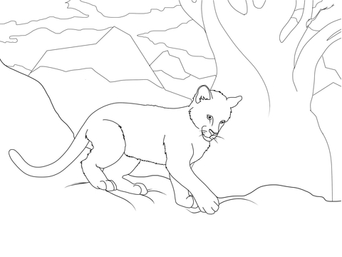 480x360 Cougar Cub Coloring Page