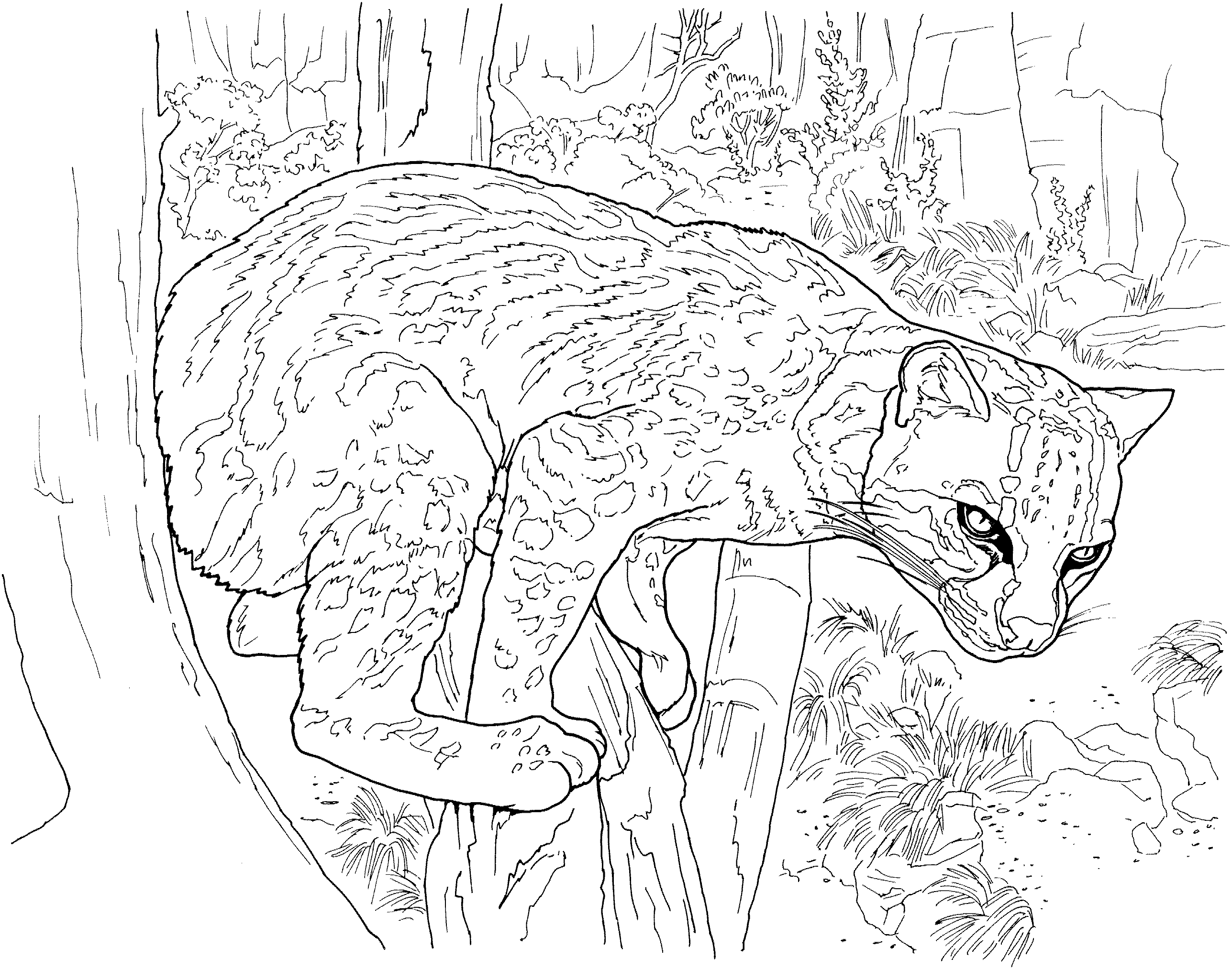 2575x2027 Awesome Puma Page To Color Collection Printable Coloring Sheet