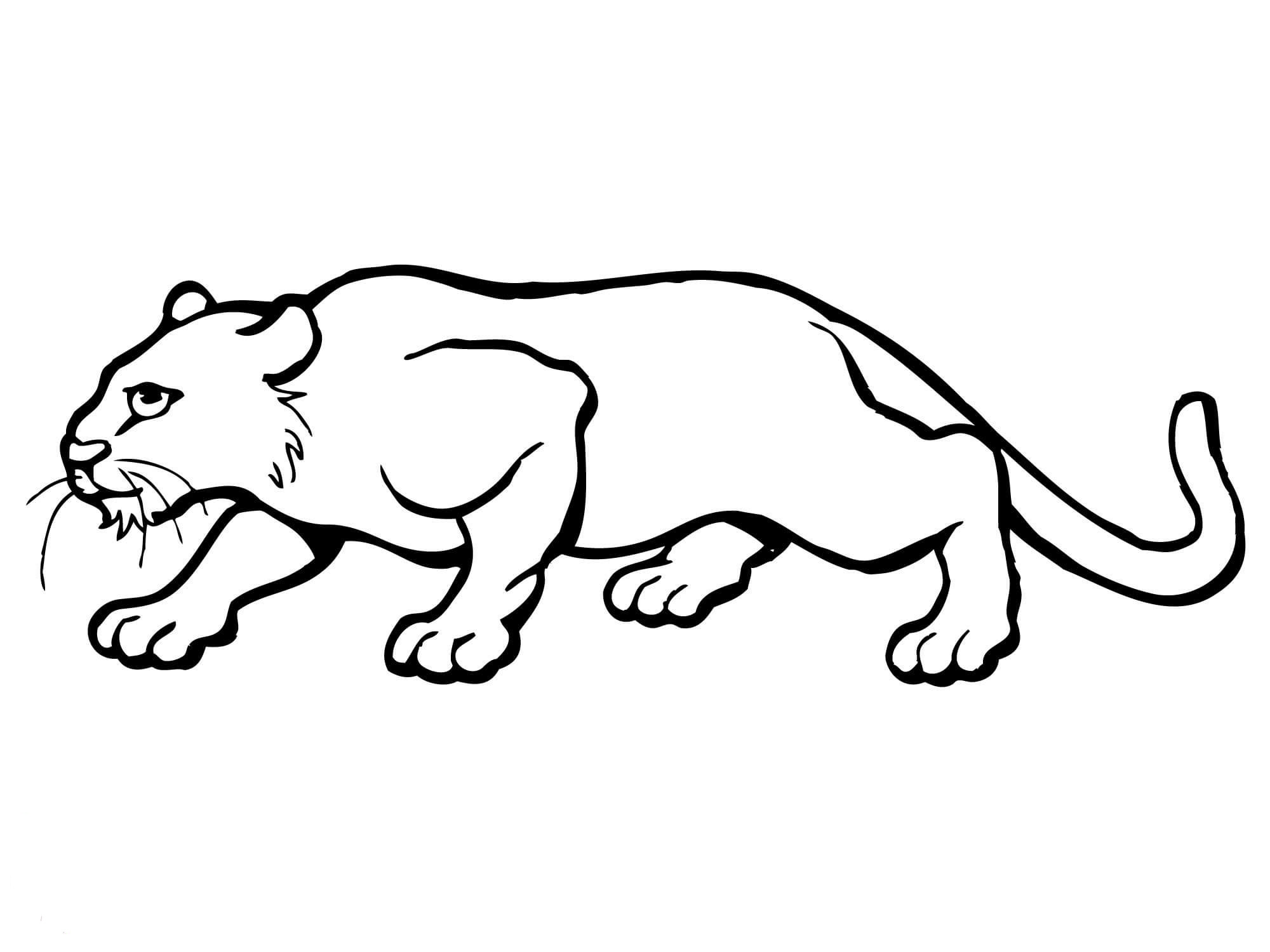 2000x1500 Magnificent Cougar Coloring Pages Ornament