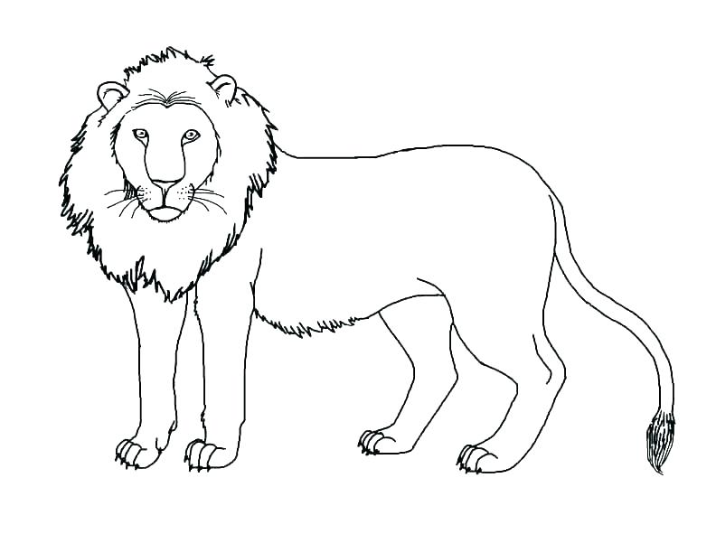792x612 Mountain Lion Coloring Page Mammals Attacking Mountain Lion Cougar