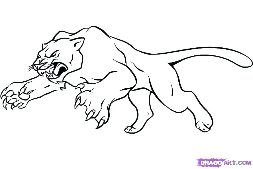 888x592 Mountain Lion Coloring Pictures Puma Animal Coloring Pages Click