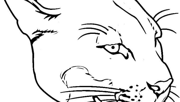 750x425 Cougar Coloring Pages Cougar Coloring Pages Free Coloring Pages