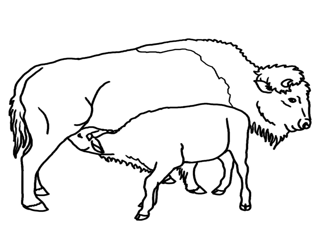 1280x960 Cougar Clip Art Coloring Book Big Cats Page Abcteach