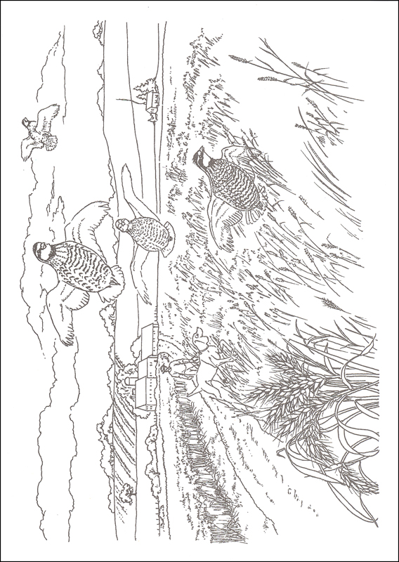 568x800 Country Scenes Coloring Book Additional Photo (Inside Page