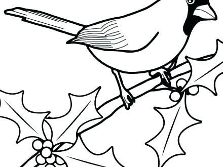 440x330 St Louis Cardinals Fredbird Coloring Page Cardinal Pages Red