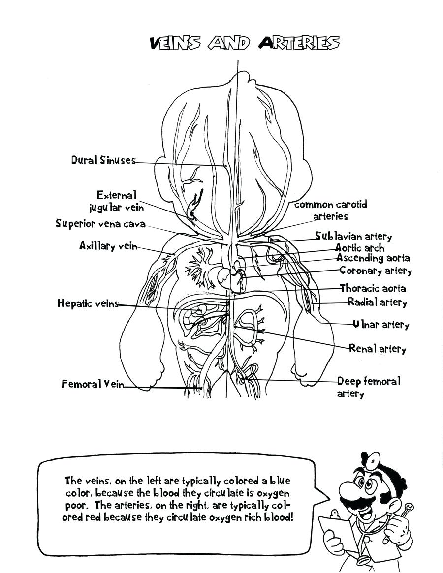 900x1165 Diagram Volcano Diagram Coloring Page