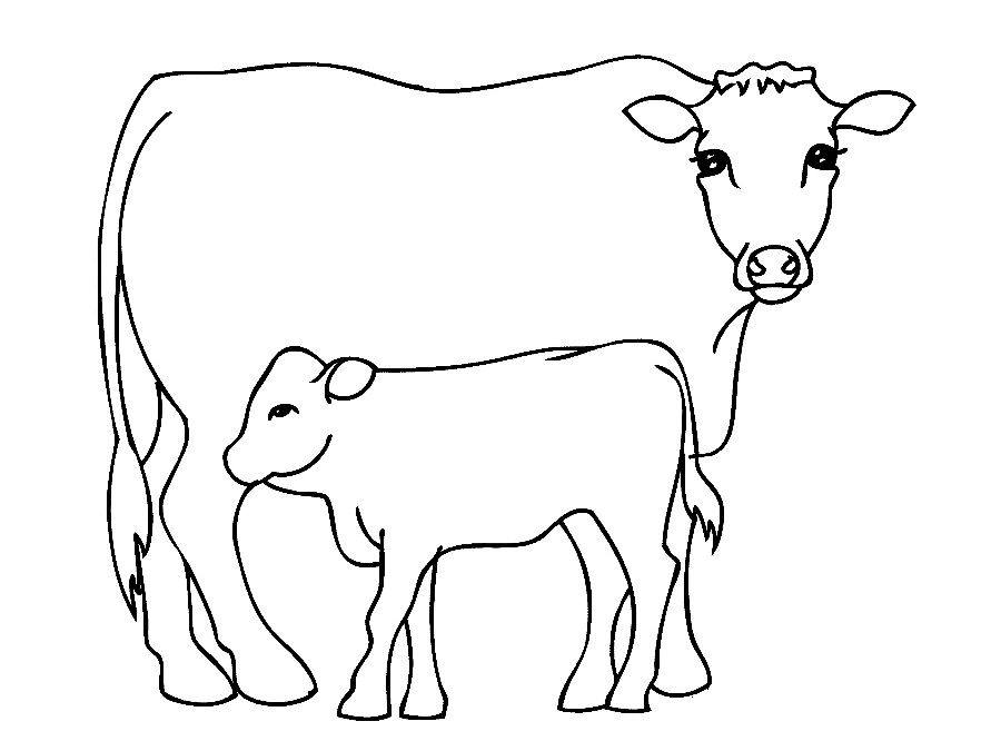 900x675 Cow Coloring Page Sketch Template Coloring Book 4 3477 Cedrqu