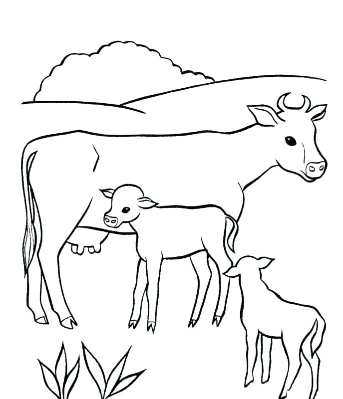 687x800 Coloring Pages Cow