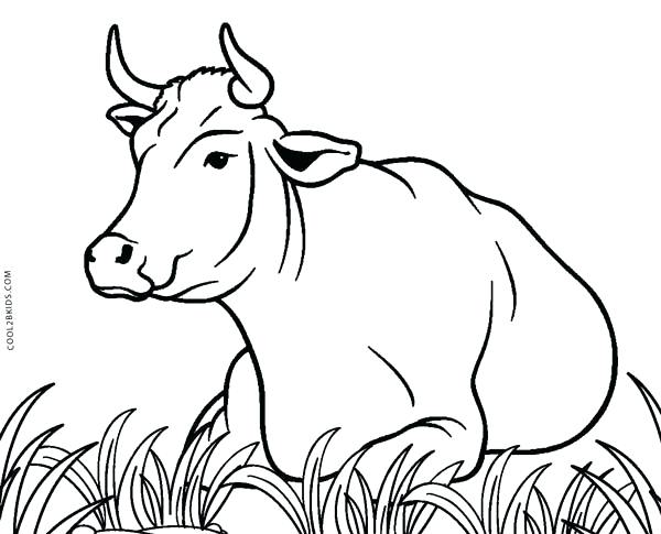 600x485 Cows Coloring Pages Impair.co