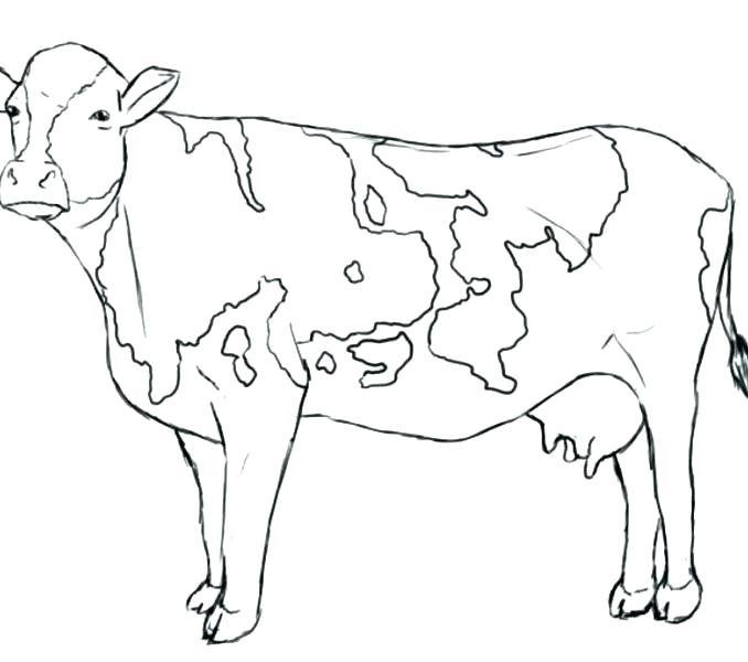 678x600 Coloring Book Games Cartoon Cow Coloring Pages Cartoon Cow