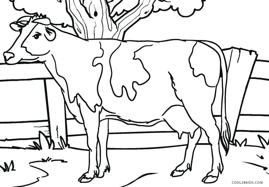 900x625 Cow Coloring Page Beautiful Cow Coloring Pages For Your Coloring
