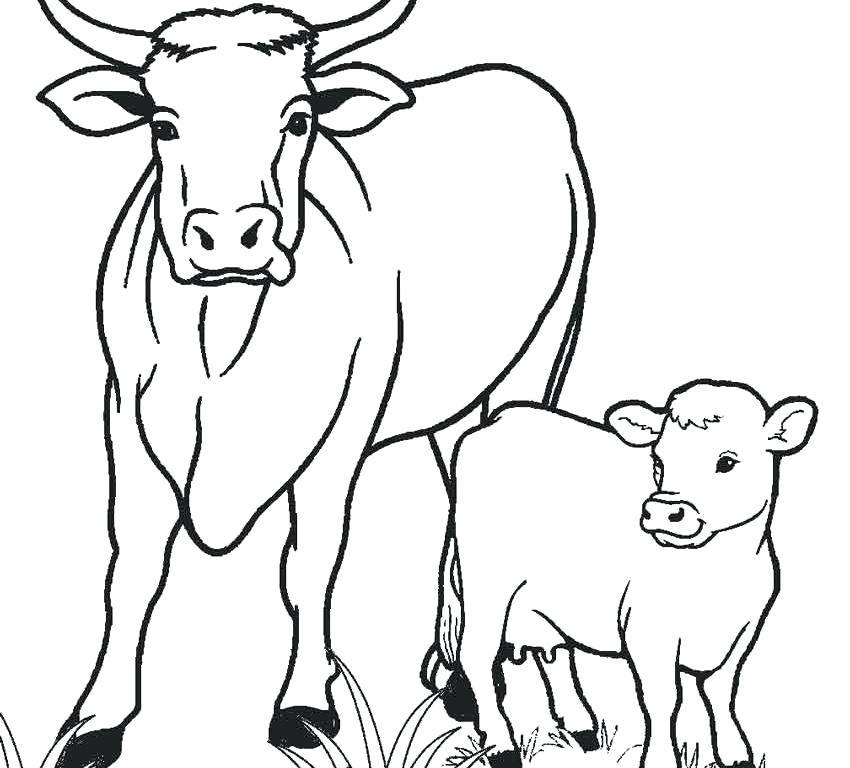 850x768 Cow Coloring Pages Cattle Breed And Page Is Cattle Breed Coloring