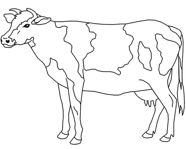 600x481 Cow Coloring Page For Kids