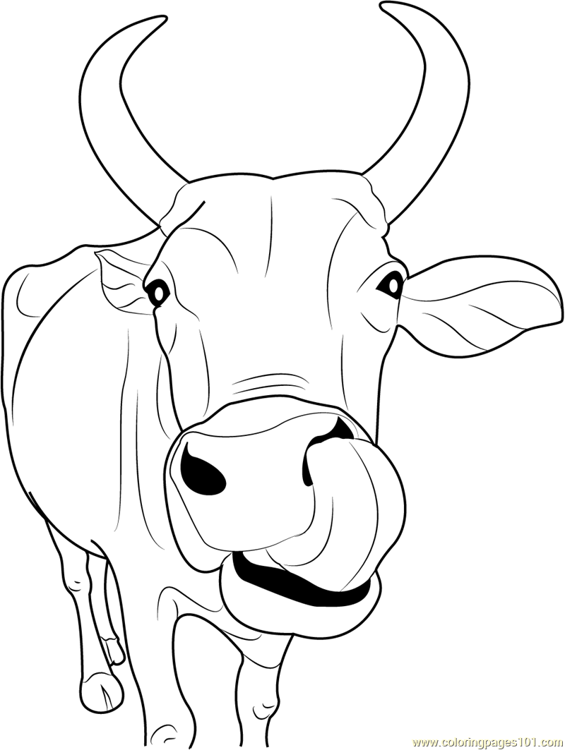800x1063 Indian Cow Face Coloring Page