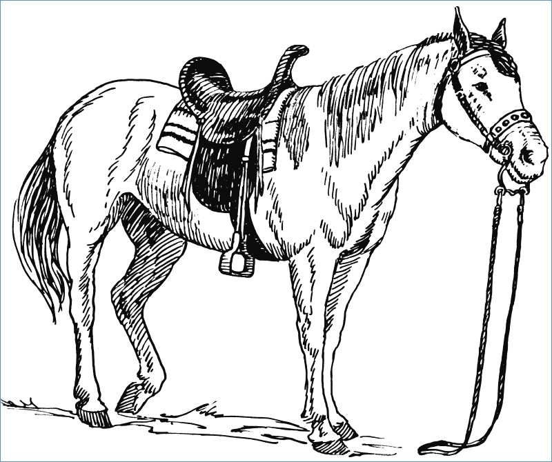 800x670 Famous Coloring Pages Of Dogs And Horses Image