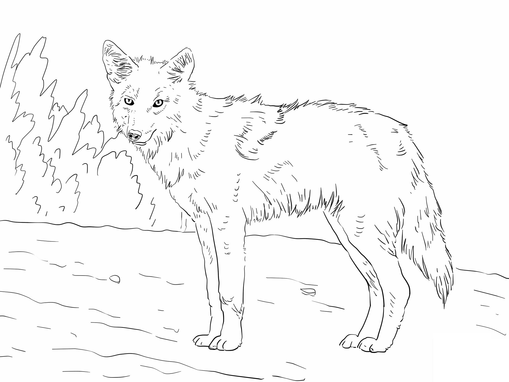 2048x1536 Free Printable Coyote Coloring Pages.jpg Adult