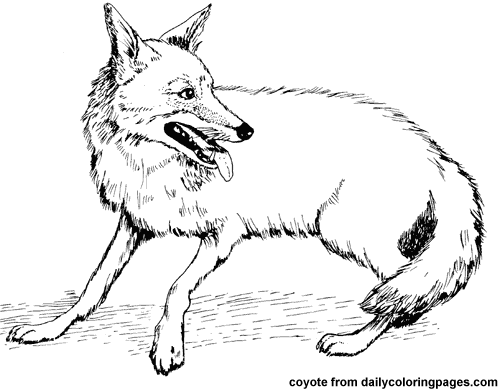 500x391 Coyote Coloring Pages