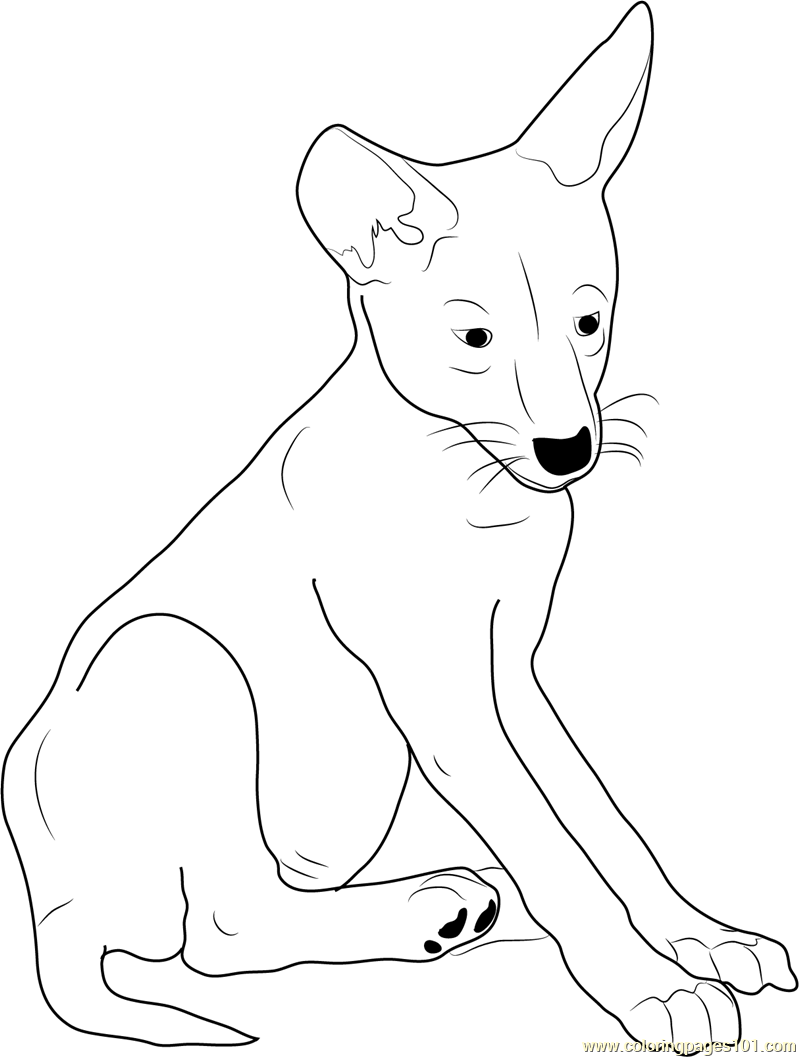799x1057 Coyote Coloring Pages