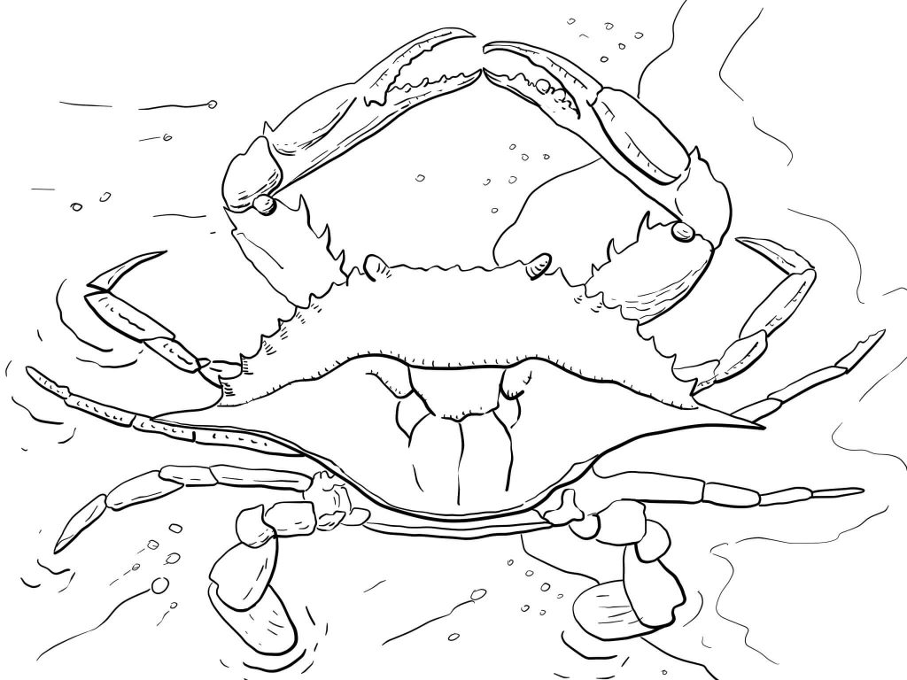 Crab Coloring Pages For Kids