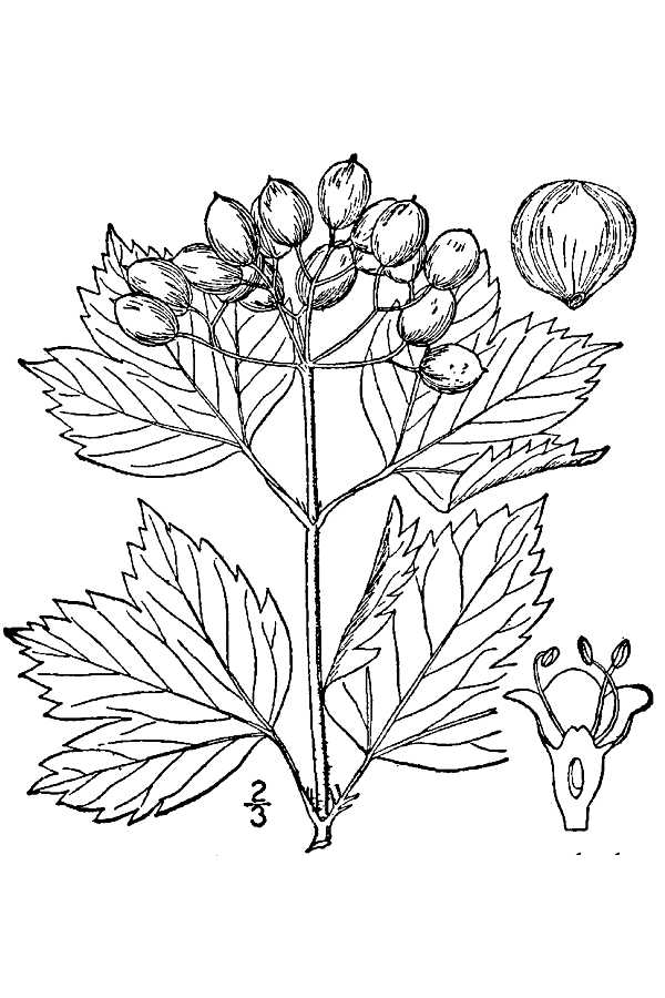 Cranberry Coloring Pages