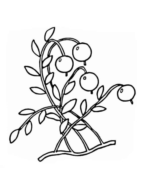 488x650 Cranberry Coloring Pages 1 Nice Coloring Pages For Kids