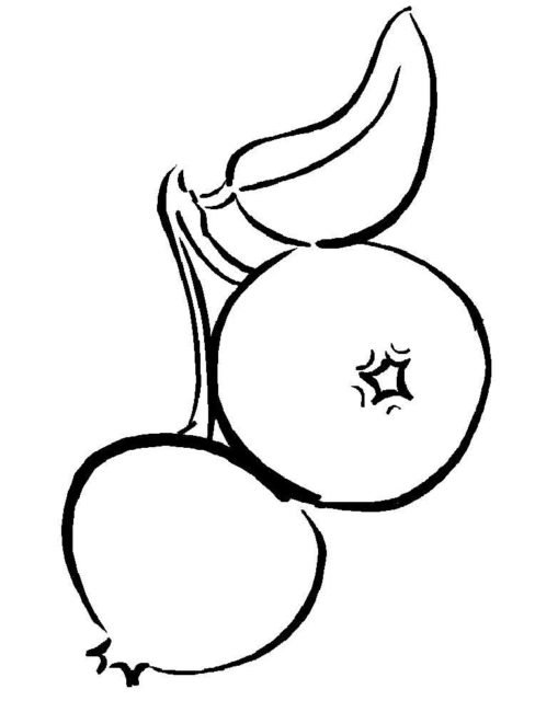 488x650 Cranberry Coloring Pages 2 Nice Coloring Pages For Kids