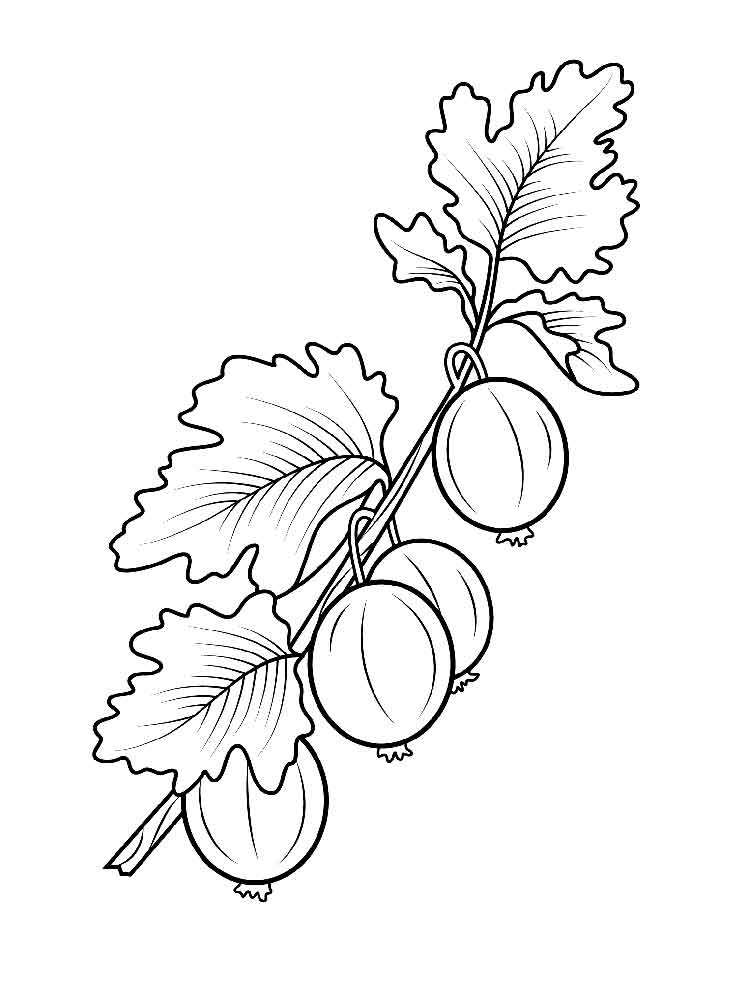 750x1000 Gooseberry Coloring Pages. Download And Print Gooseberry Coloring