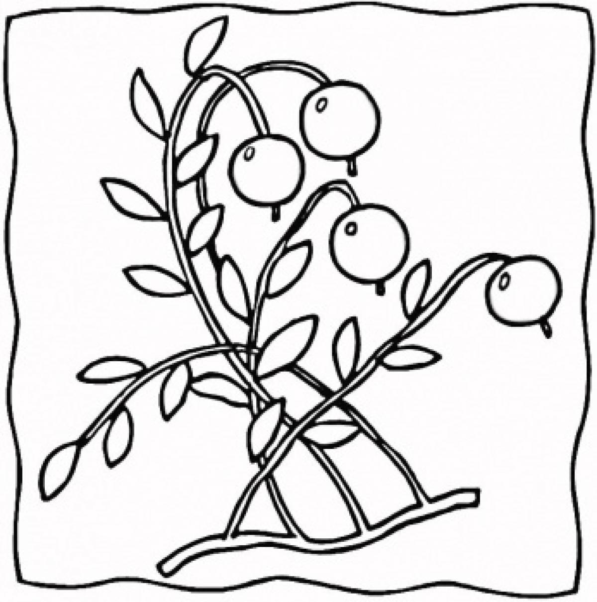 1200x1210 Ontario Berry Growers Association For Kids