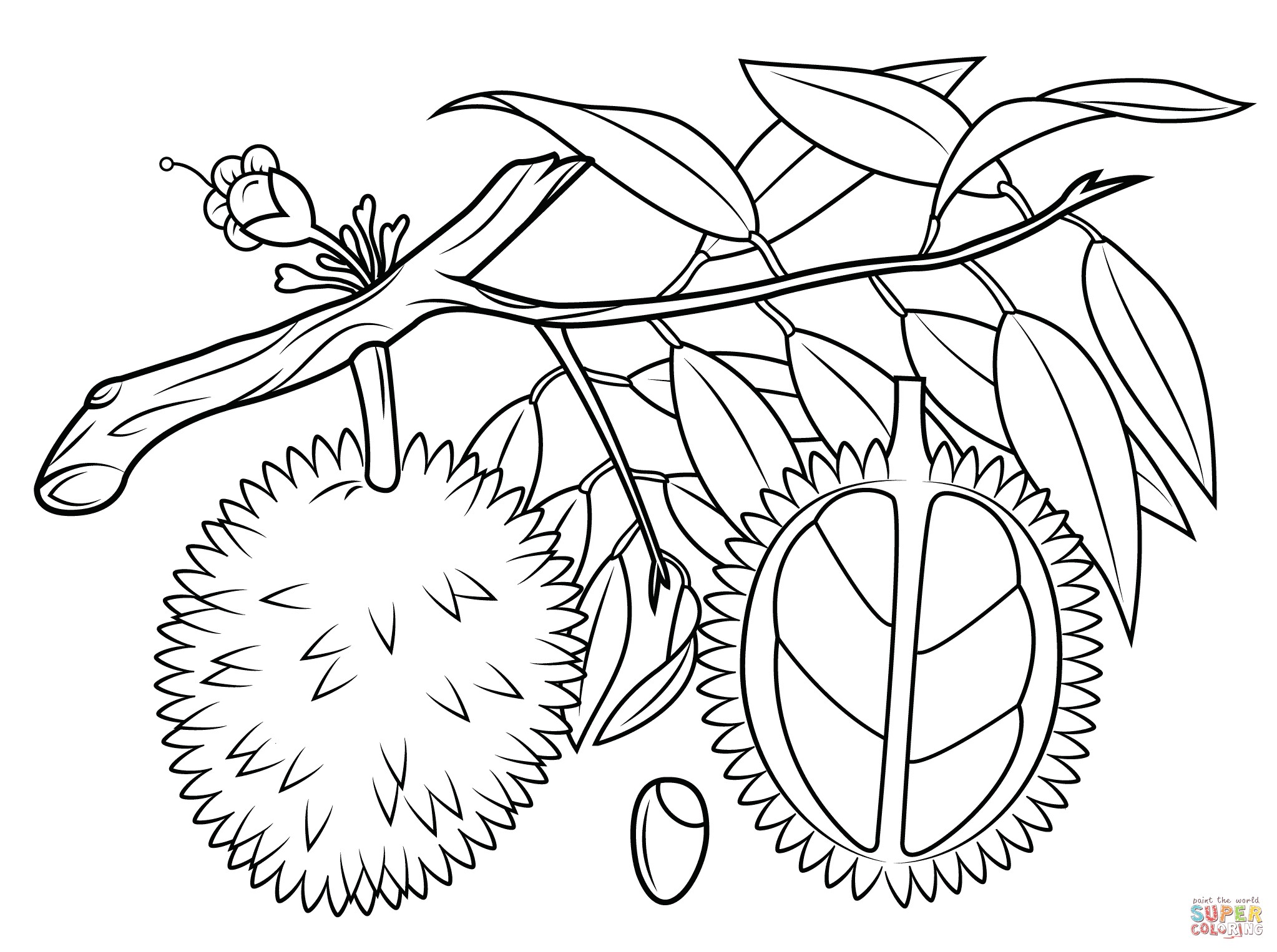 2046x1526 Clanberry Fruits And Berries Coloring Pages For Kids Beautiful