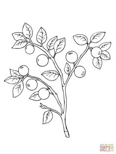 236x314 Common Evening Primrose Or Evening Star Super Coloring Drawing