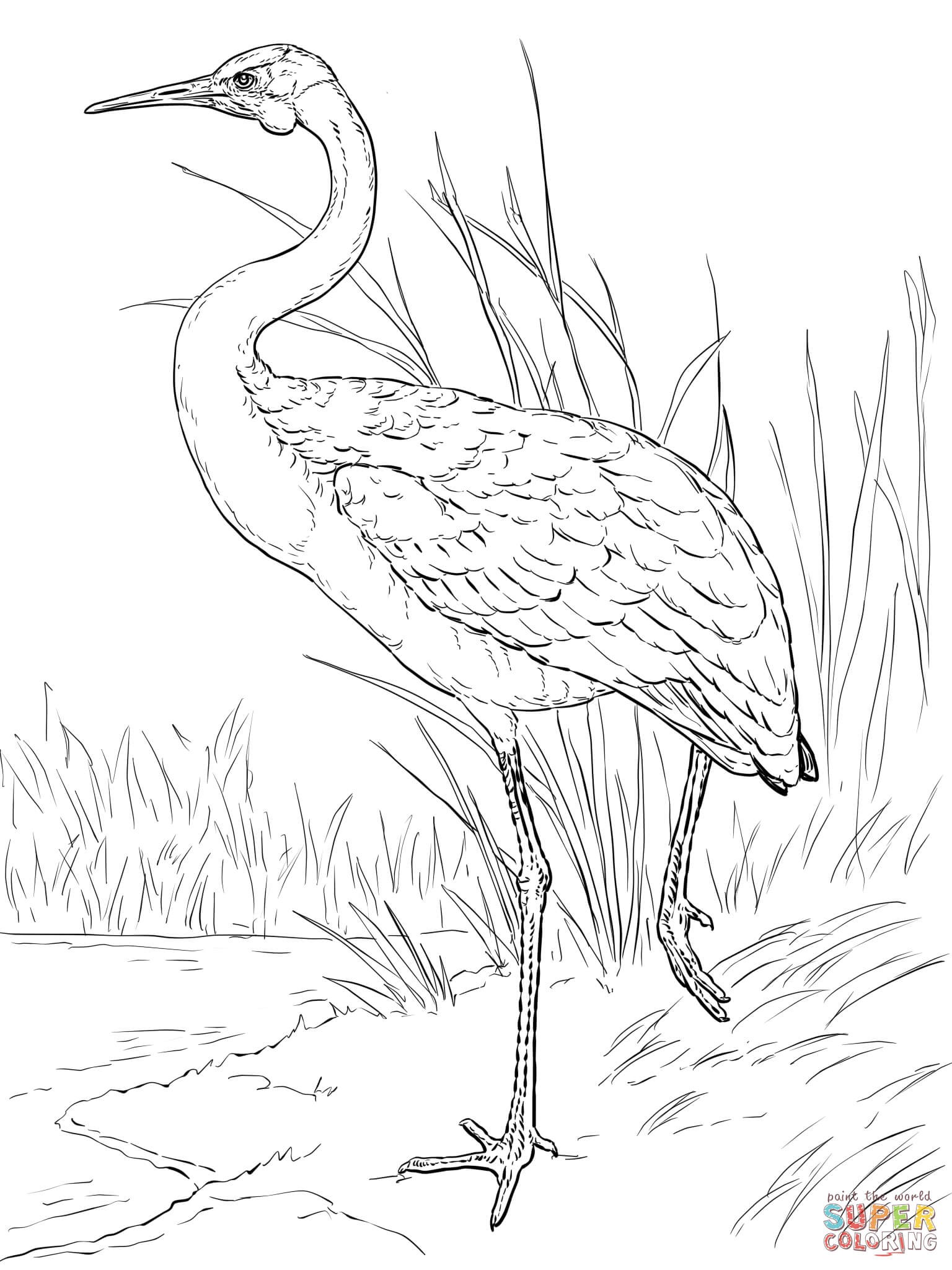 1536x2048 Crane Animal Coloring Pages Elegant Australian Brolga Coloring
