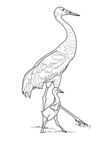 360x480 Sandhill Crane With Baby Coloring Page From Cranes Category